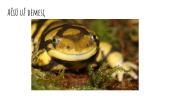 Tritonai, salamandros varliagyviai 8 puslapis