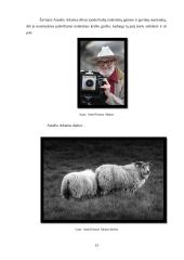 Menų mokyklinis brandos egzaminas, fotografijos kryptis. Gamta aplink mus 12 puslapis