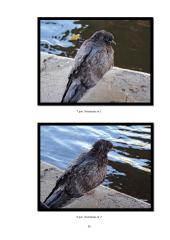 Menų mokyklinis brandos egzaminas, fotografijos kryptis. Gamta aplink mus 14 puslapis