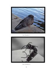 Menų mokyklinis brandos egzaminas, fotografijos kryptis. Gamta aplink mus 15 puslapis