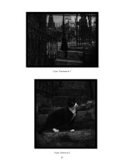 Menų mokyklinis brandos egzaminas, fotografijos kryptis. Gamta aplink mus 18 puslapis