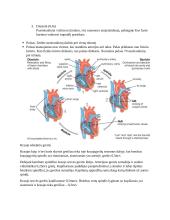 Kraujotaka. Konspektas 11 puslapis