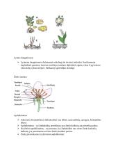 Kraujotaka. Konspektas 14 puslapis