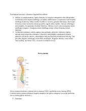 Kraujotaka. Konspektas 16 puslapis
