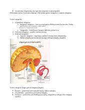 Kraujotaka. Konspektas 17 puslapis