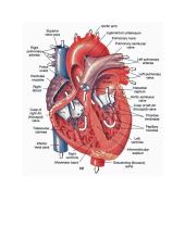 Kraujotaka. Konspektas 9 puslapis