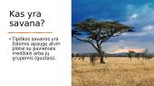 Kas yra savana? Geografijos skaidrės 2 puslapis