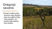 Kas yra savana? Geografijos skaidrės 6 puslapis