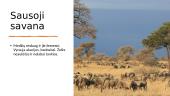 Kas yra savana? Geografijos skaidrės 7 puslapis