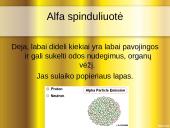 Radioaktyvumas lygus radiacijai? 17 puslapis