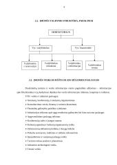 Vandens turizmo projektas "Žemyn upe" 4 puslapis