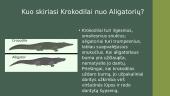 Krokodilai 4 puslapis