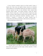 Verslo idėjos gyvybingumo pagrindimas, jos įgyvendinimas 7 puslapis