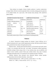 Verslo planas: grožio salonas IĮ "Onievė" 10 puslapis