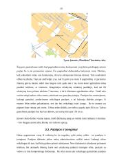 Verslo planas: plastikinių langų sandarinimas UAB "Plastiketa" 20 puslapis