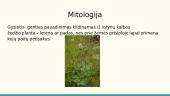 Agurkas, gyslotis ir obelis 13 puslapis