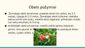 Agurkas, gyslotis ir obelis 17 puslapis