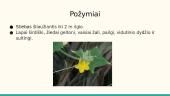 Agurkas, gyslotis ir obelis 3 puslapis