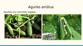 Agurkas, gyslotis ir obelis 4 puslapis