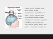 Elektrinių ir magnetinių laukų poveikis gyvajai gamtai ir žmogui 4 puslapis
