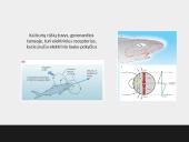 Elektrinių ir magnetinių laukų poveikis gyvajai gamtai ir žmogui 7 puslapis
