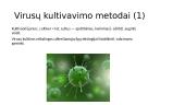 Virusų kultivavimo metodai. Ląstelių (audinių) kultūros. Virusų indikavimo ir identifikavimo būdai 2 puslapis