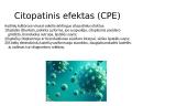 Virusų kultivavimo metodai. Ląstelių (audinių) kultūros. Virusų indikavimo ir identifikavimo būdai 11 puslapis