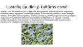Virusų kultivavimo metodai. Ląstelių (audinių) kultūros. Virusų indikavimo ir identifikavimo būdai 6 puslapis