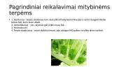 Virusų kultivavimo metodai. Ląstelių (audinių) kultūros. Virusų indikavimo ir identifikavimo būdai 7 puslapis