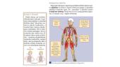 Kvėpavimo ir  kraujotakos sistema 4 puslapis