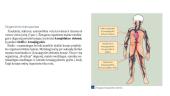 Kvėpavimo ir  kraujotakos sistema 6 puslapis