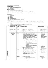 Dailės pamokų planai 13 puslapis