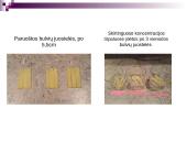 Praktikos darbas ,,Osmoso reiškinio tyrimas’’ 3 puslapis