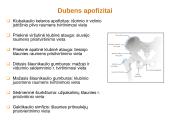 Skausmas ir lėtinės traumos vaikų ir paauglių sporte 18 puslapis