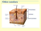 Homeostazė ir termoreguliacija (skaidrės) 12 puslapis