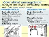 Homeostazė ir termoreguliacija (skaidrės) 13 puslapis