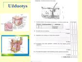 Homeostazė ir termoreguliacija (skaidrės) 17 puslapis