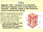 Homeostazė ir termoreguliacija (skaidrės) 10 puslapis