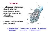 Neuronai. Organizmo valdymas ir koordinacija 11 puslapis