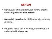 Neuronai. Organizmo valdymas ir koordinacija 12 puslapis