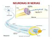 Neuronai. Organizmo valdymas ir koordinacija 13 puslapis