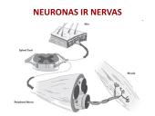 Neuronai. Organizmo valdymas ir koordinacija 14 puslapis