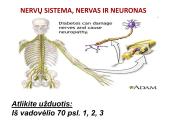 Neuronai. Organizmo valdymas ir koordinacija 15 puslapis