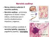 Neuronai. Organizmo valdymas ir koordinacija 3 puslapis