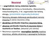 Neuronai. Organizmo valdymas ir koordinacija 4 puslapis