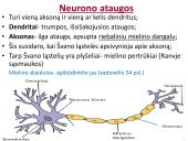 Neuronai. Organizmo valdymas ir koordinacija 5 puslapis