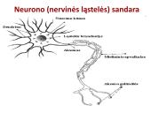 Neuronai. Organizmo valdymas ir koordinacija 6 puslapis