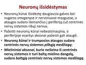 Neuronai. Organizmo valdymas ir koordinacija 7 puslapis