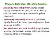 Neuronai. Organizmo valdymas ir koordinacija 8 puslapis