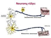 Neuronai. Organizmo valdymas ir koordinacija 9 puslapis